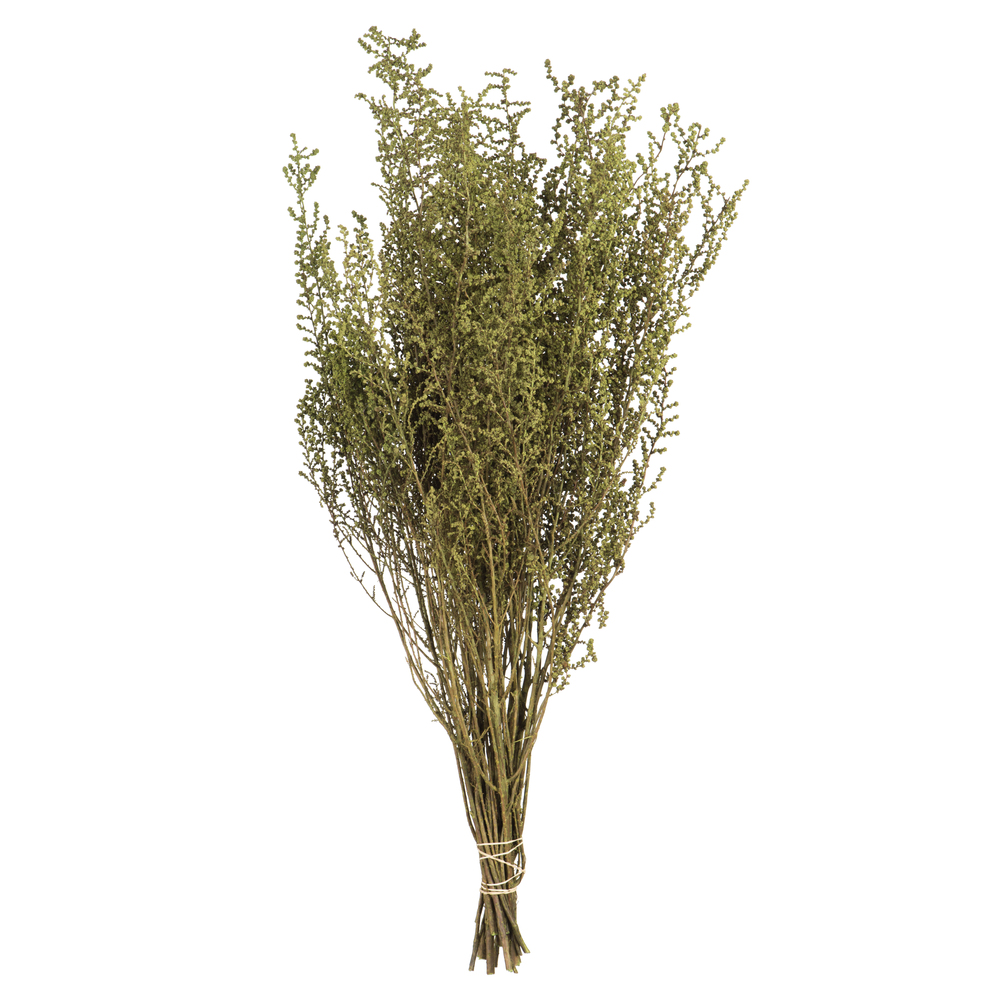 Vickerman 14"-18" Stoebe Bundle, Preserved