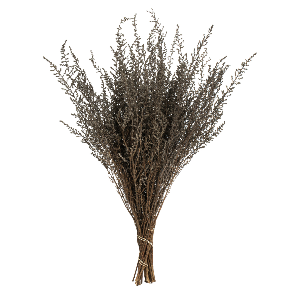 Vickerman 14"-18" Stoebe Bundle, Preserved