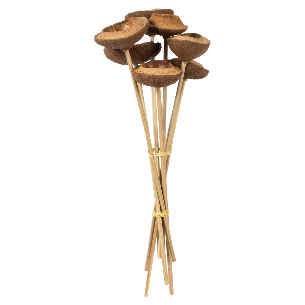 Vickerman 15" Tigela Pod attached to a Wood Stem, Dried 7/Pk