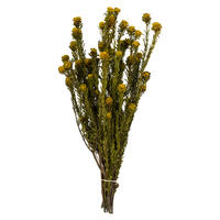 Vickerman 12" Tortum Bundle, Preserved