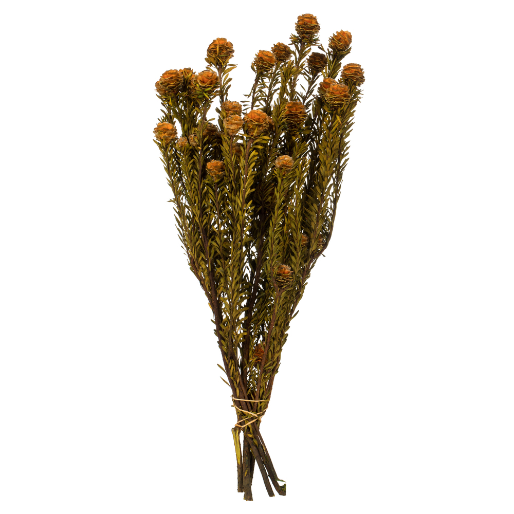 Vickerman 12" Tortum Bundle, Preserved