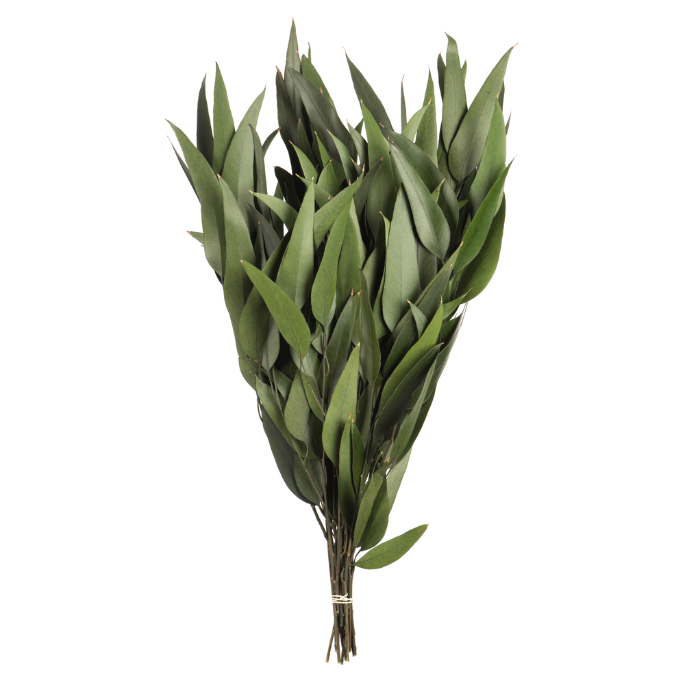 18" Green Willow Eucalyptus 5oz Bundle