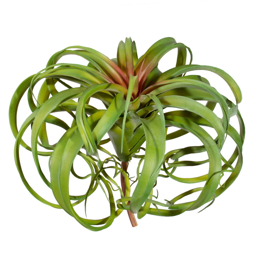 13" Green Red Curly Tillandsia Air Plant