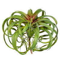 13" Green Red Curly Tillandsia Air Plant