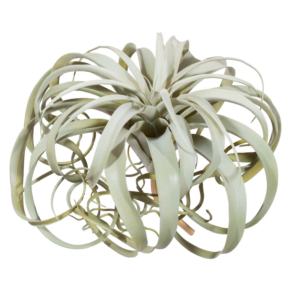 11" Light Green Curly Tillandsia Air Pla