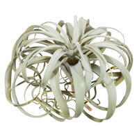 11" Light Green Curly Tillandsia Air Pla