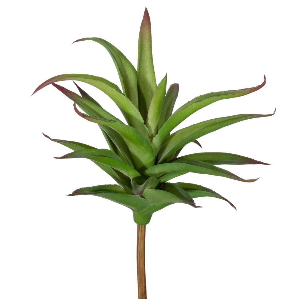 9" Green Haworthia Pick 2/Bag