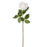 25" White Open Rose Stem Fresh Tch 3/Bag