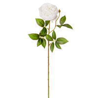 24" White Garden Rose Stem Fresh T 3/Bag