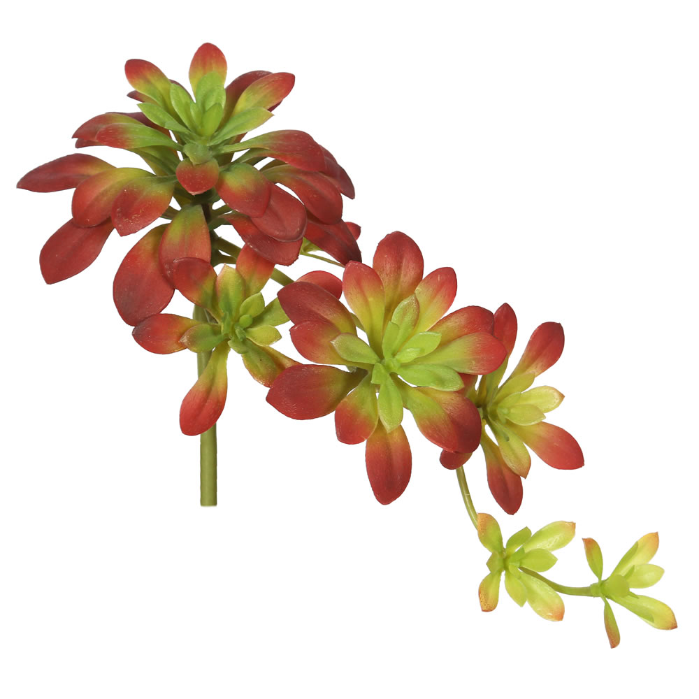 7" Atropurpureum-Burgundy/Green 3/pk 