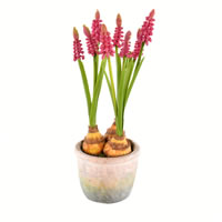Vickerman 10" Artificial Hyacinths in Container
