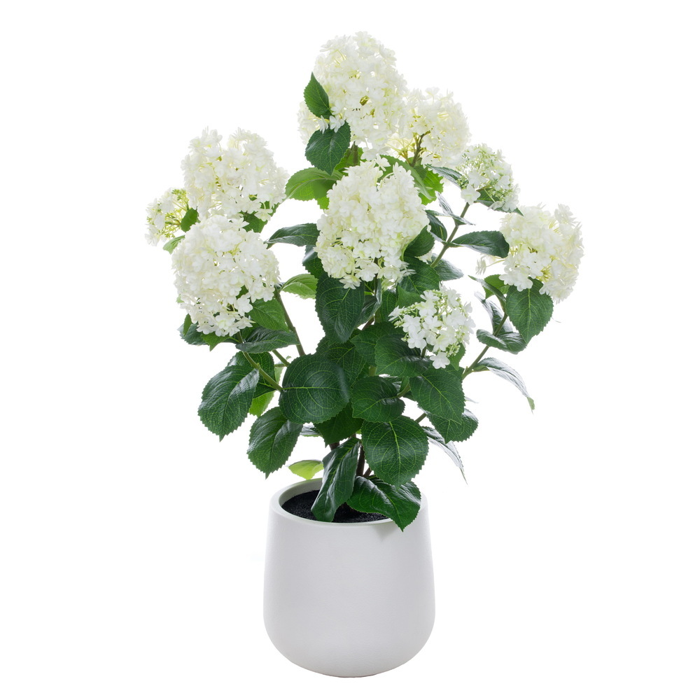 Panicle Hydrangea Bush