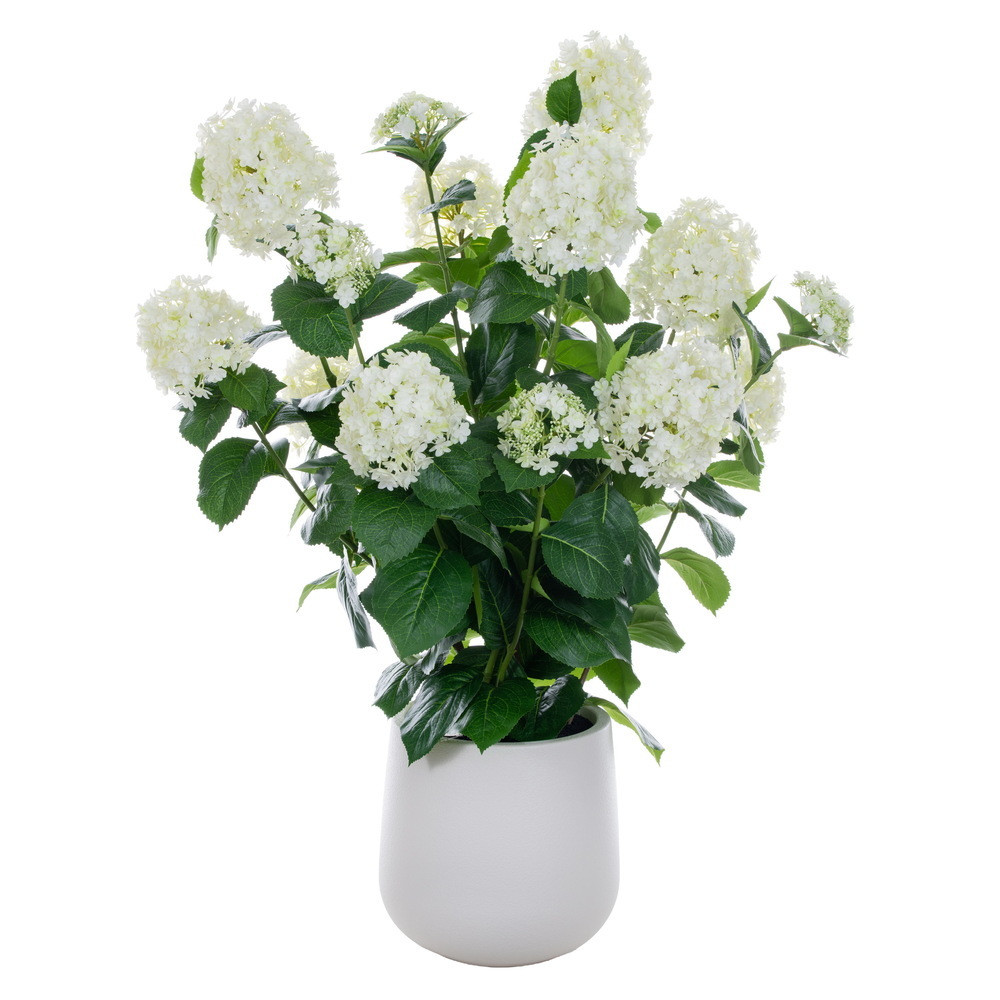 Panicle Hydrangea Bush