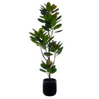 65" Rubber Tree Potted FT UV KD