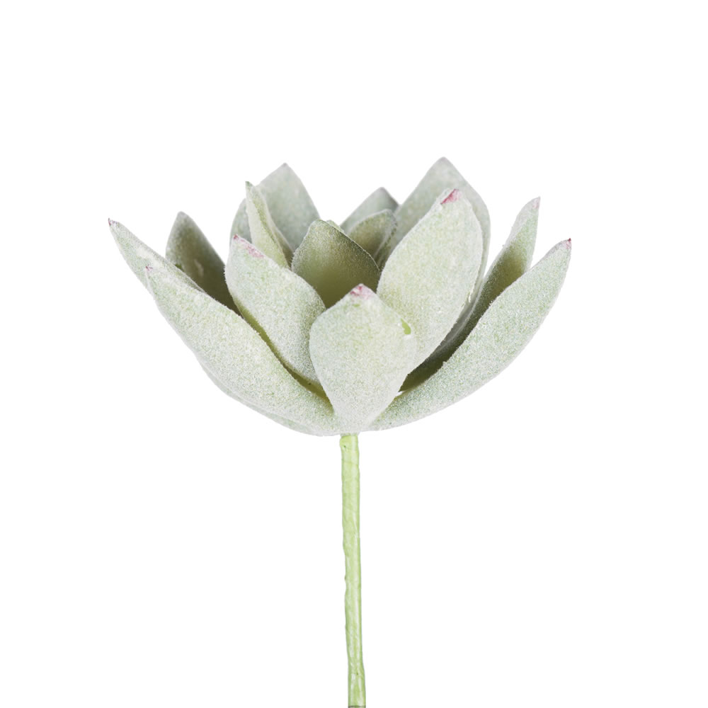 4" Frosted Echeveria Pick 6/pk