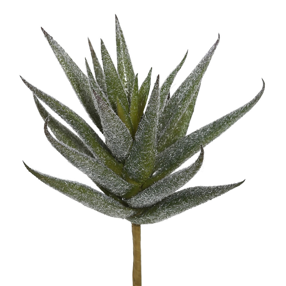 6.5" Aloe Vera Pick 3/pk
