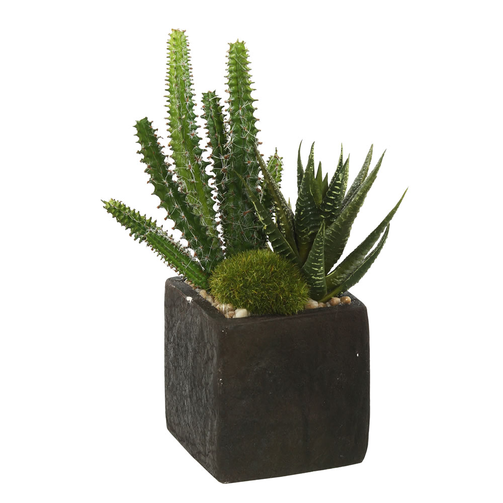 8" Succulent Arrangement 2/pk