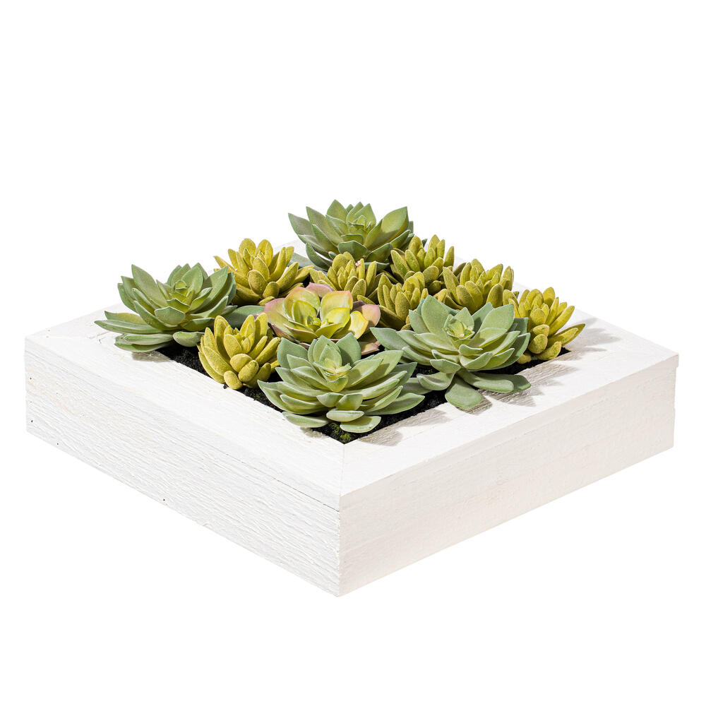 12"x12" Succulent Arrangement