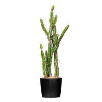 Vickerman Artificial Toothpick Cactus