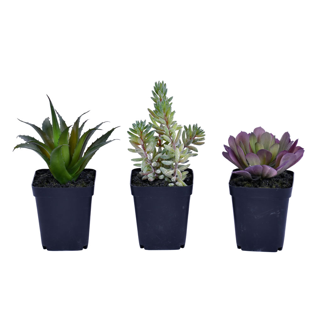 7" Green Potted Succulent 3/pk