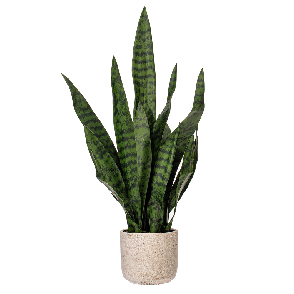 25" Green Snake Plant in Cement Pot