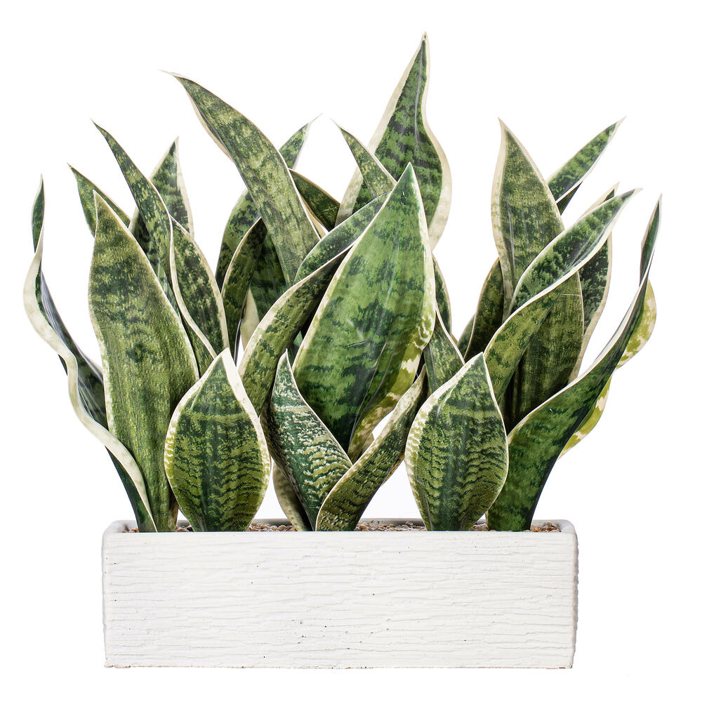 15" Green Snake Plant White Cement Pot
