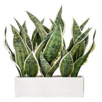 15" Green Snake Plant White Cement Pot