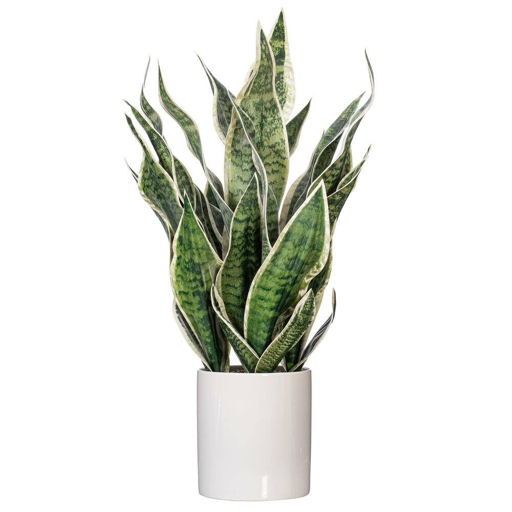 25" Green Snake Plant in Ceramic Pot
