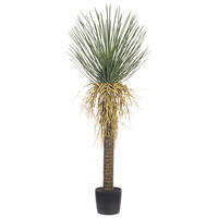 Vickerman Green Nolina Plant in Pot