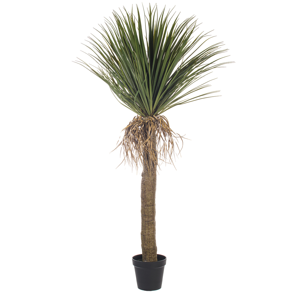 Vickerman Yucca Tree in Plastic Pot
