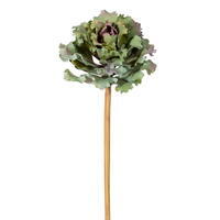 11" Green Purple Echeveria Rosea UV 2/Bg