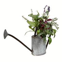 16.5" Potted Herb Plant
