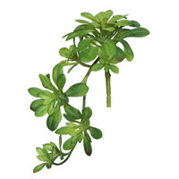 11" Aeonium Spray-Green 3/pk