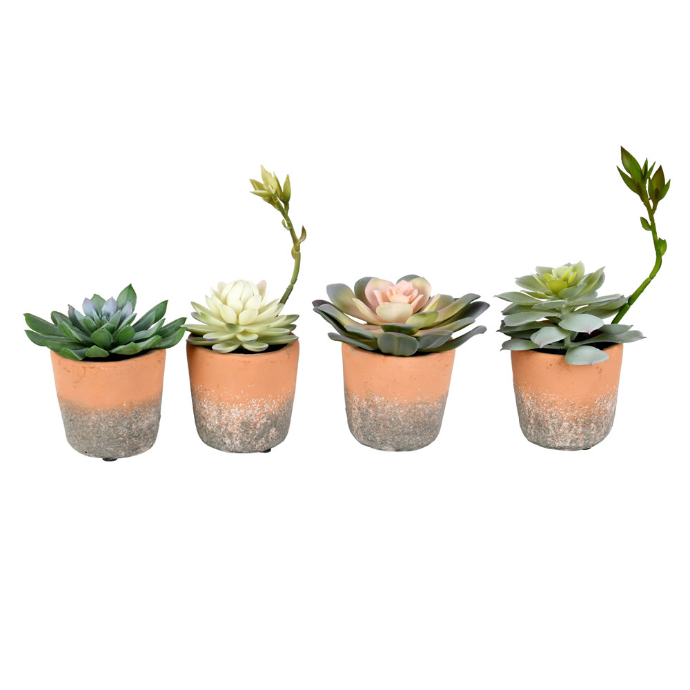 7" Green Succulents in Pot St/4 Asst 