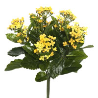 Vickerman Artificial Kalanchoe Bush