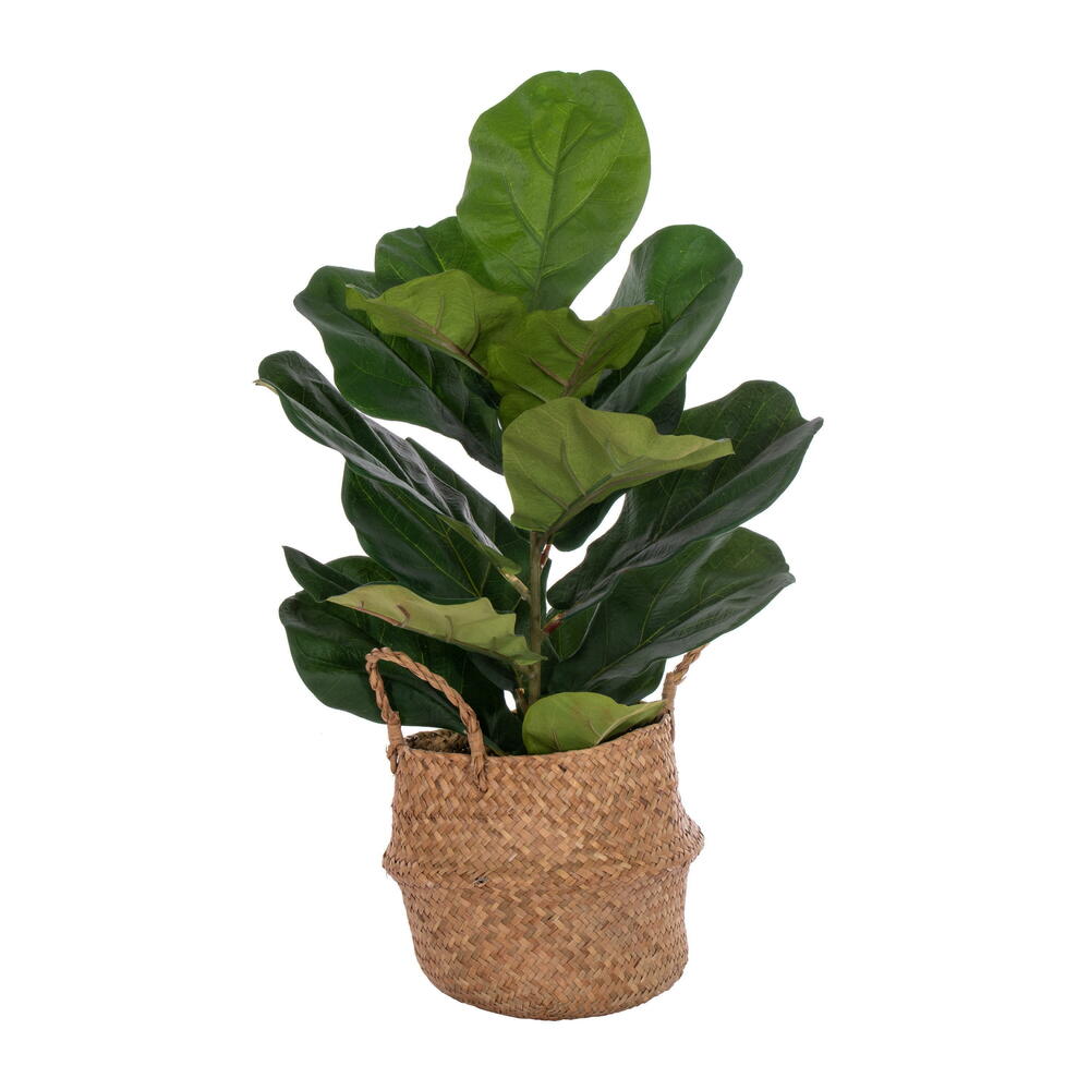 Vickerman Green Fiddle Leaf in Woven Basket 