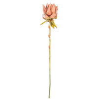 Vickerman Dried Protea Stem, 2 per Bag