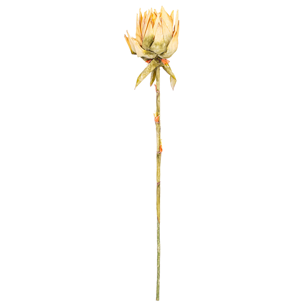 Vickerman Dried Protea Stem, 2 per Bag