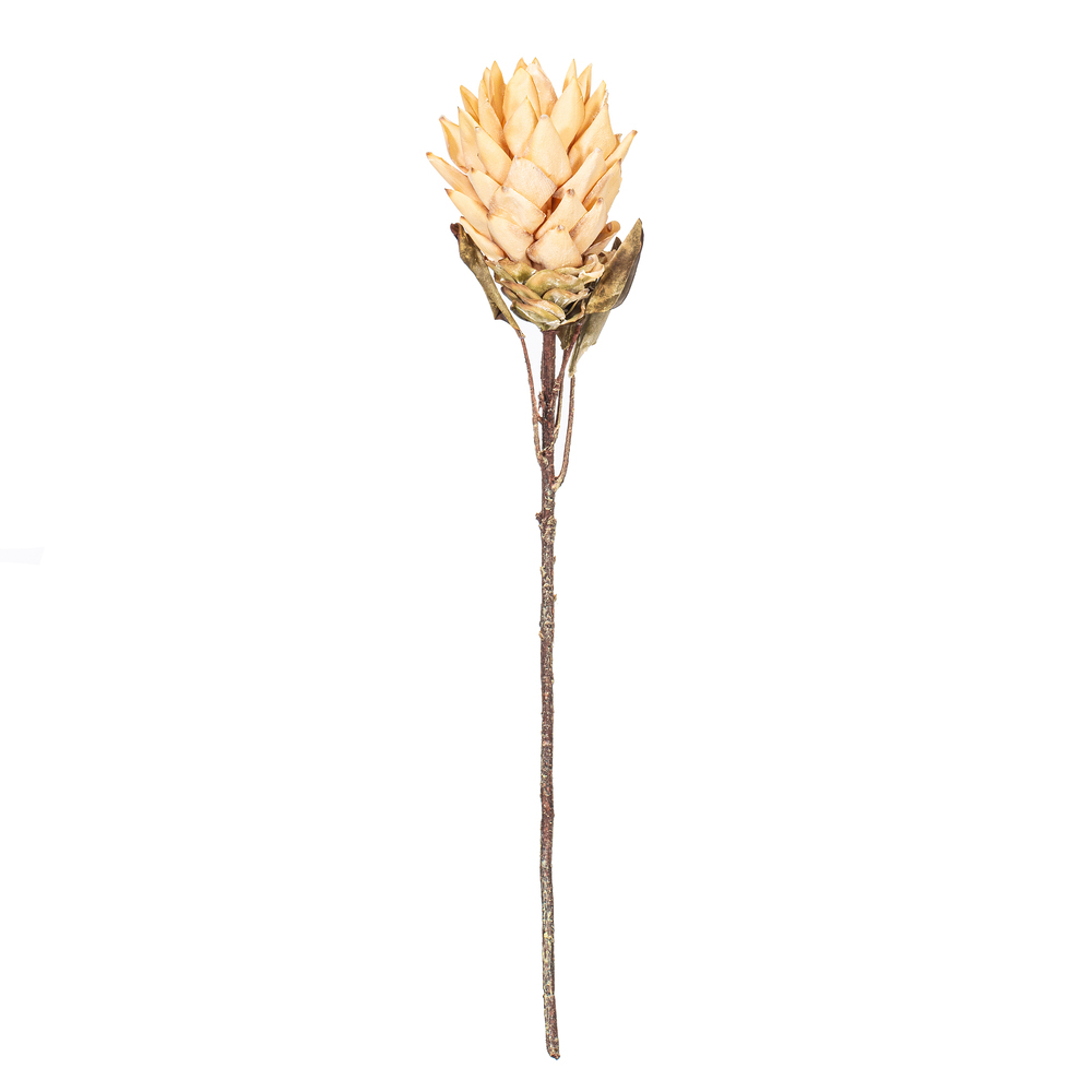 Vickerman 30.5" Dried Protea Stem, 2 per Bag