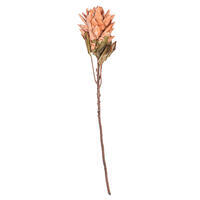 Vickerman 30.5" Dried Protea Stem, 2 per Bag