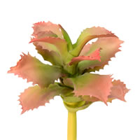 5" Red/Green Adromischcus Pick 3/Pk