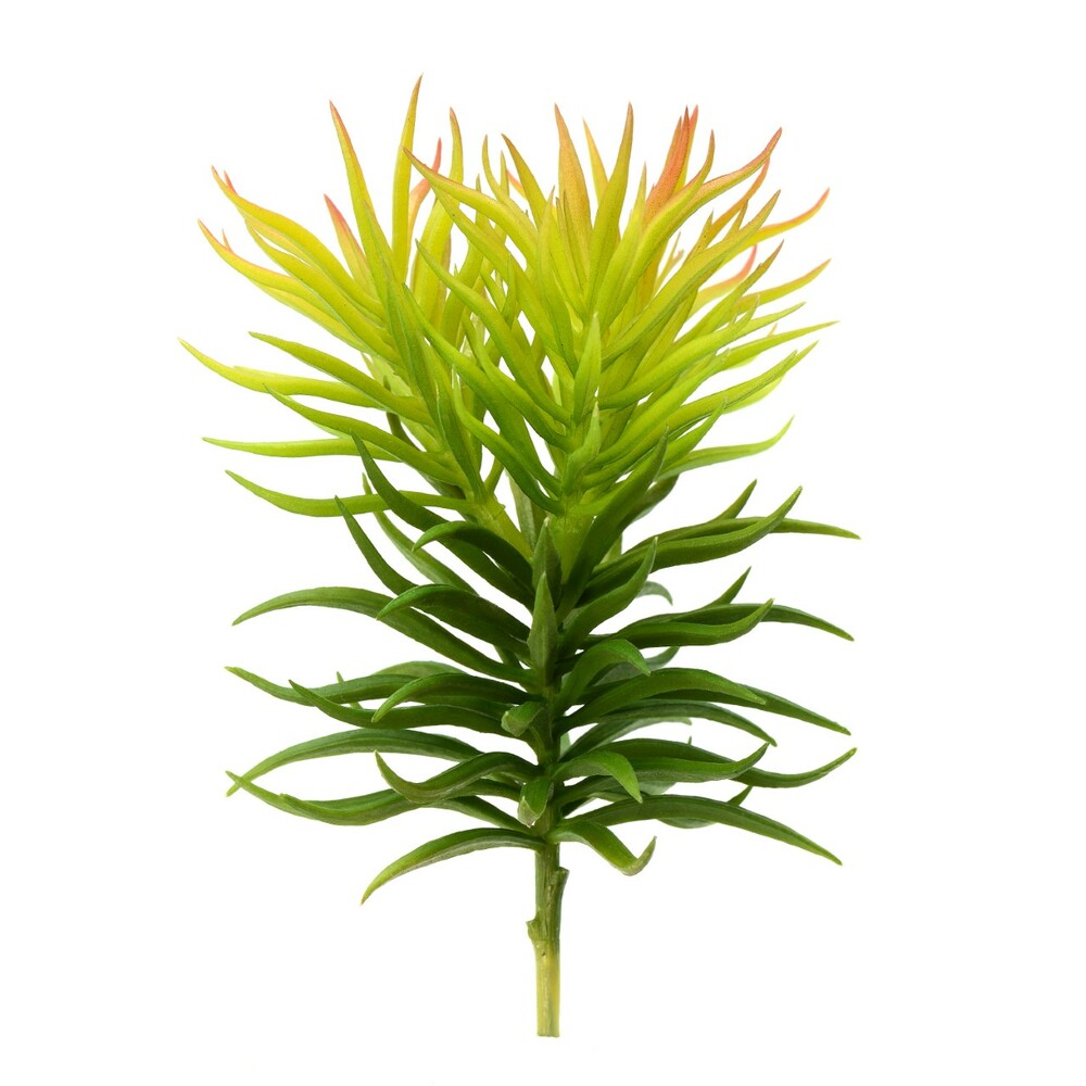 8" Green Crassula Tetragona Pick 3/Pk