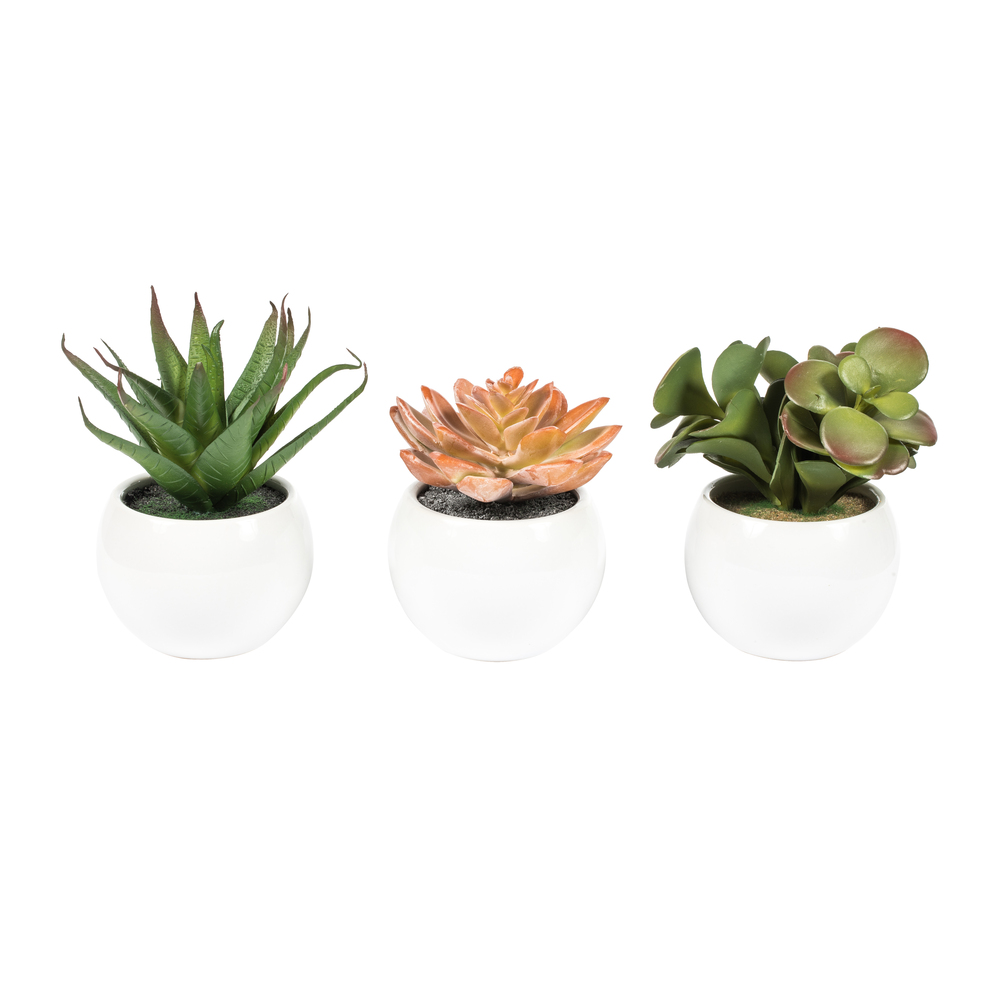 5" Green/Red/Gray Succulent Wht Pot Set3