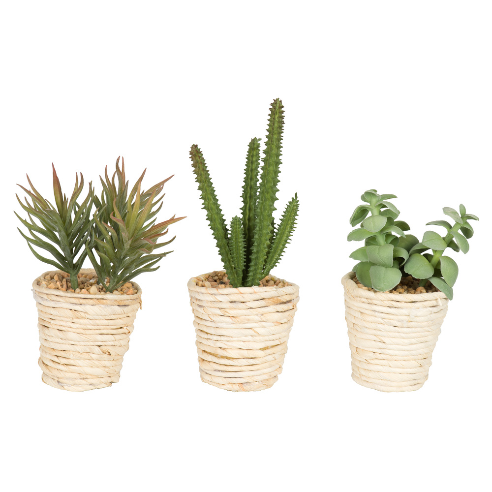 5" Potted Succulent Asst Set/3