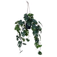 Vickerman Green Monstera Collection
