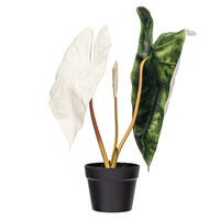 26" Green Alocasia Sanderiana Potted