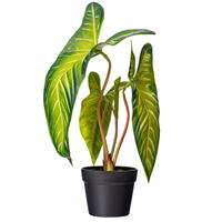 22" Green Alocasia Longiloba Potted