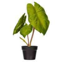18" Green Alocasia Acuminata Potted