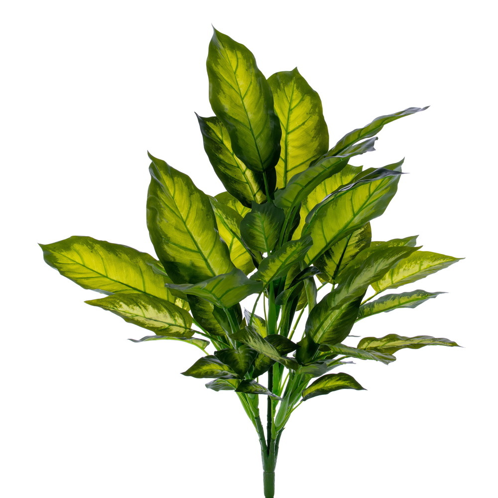 27" Golden Dieffenbachia Bush RT UV