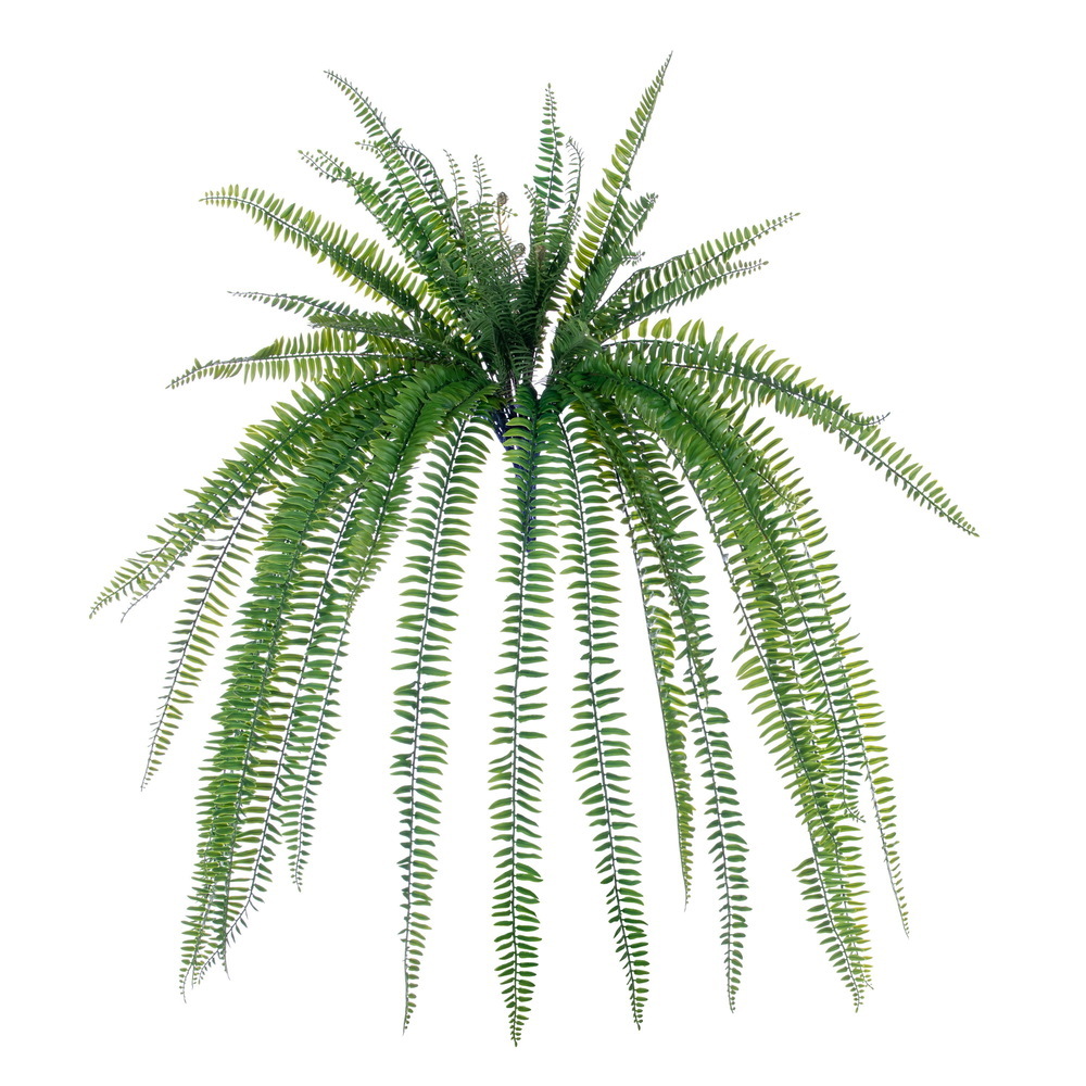 36" Green Boston Fern Bush UV